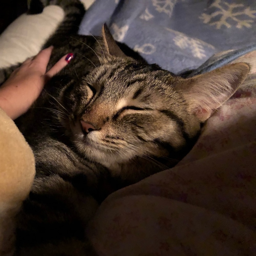 Meet your Posher, Amie